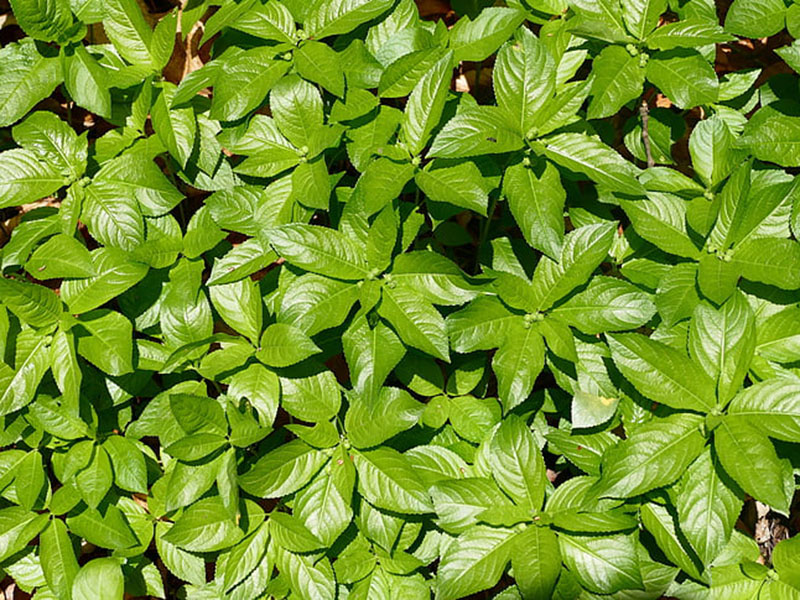 葉面積指數(shù)測定儀可無損傷測量葉片的葉面積