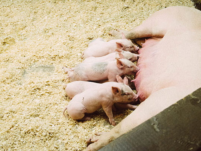 動(dòng)物疫病快速診斷儀快速、安全、便攜