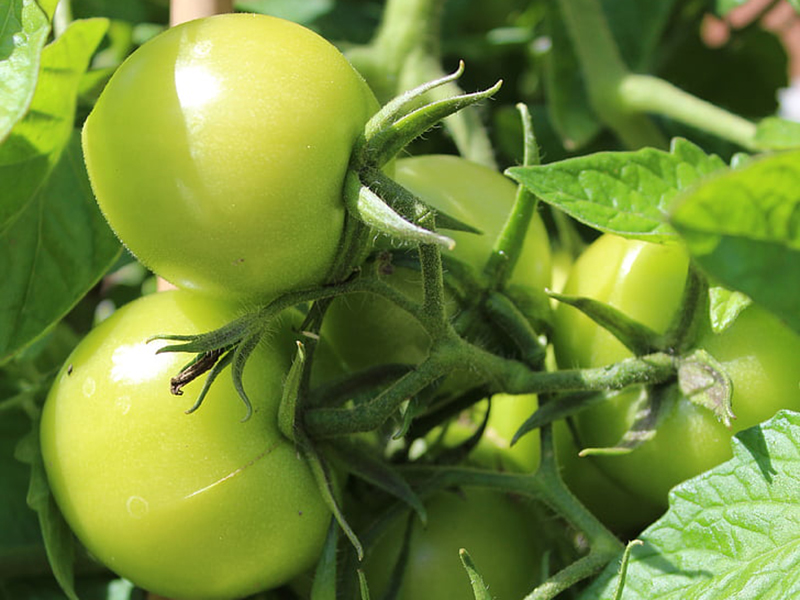 農(nóng)藥殘留檢測(cè)儀結(jié)果準(zhǔn)確嗎