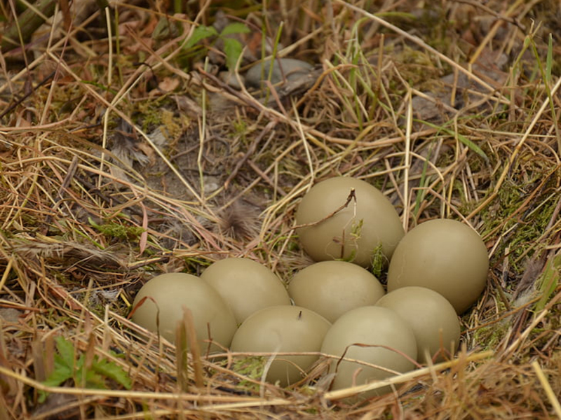 雞蛋中的藥物殘留要怎么檢測？
