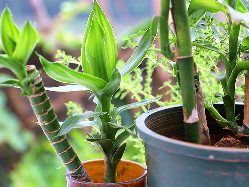 土壤氮、磷、鉀檢測器