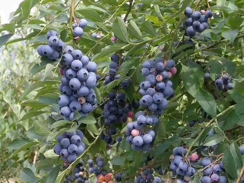 藍莓表面的白霜是農藥殘留嗎？農藥殘留檢測儀來回答