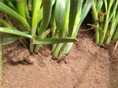 植物莖稈強(qiáng)度測定儀，對作物栽培提供幫助