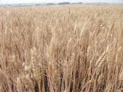 小麥中會(huì)含有多少黃曲霉素？