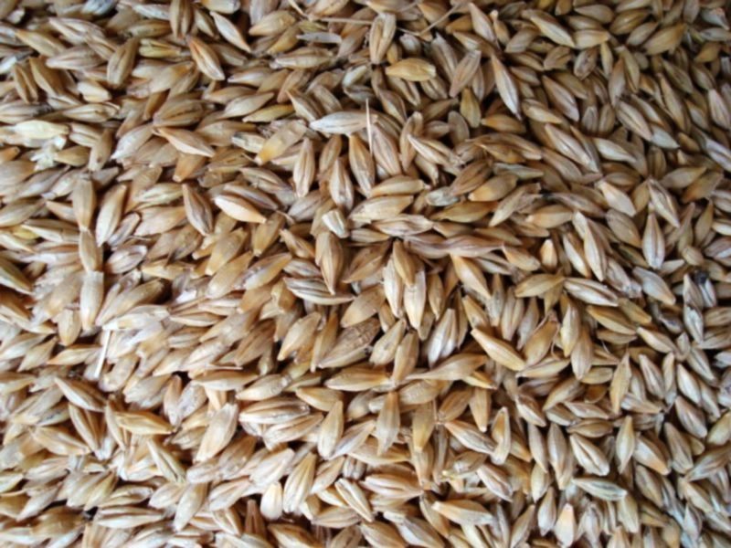 小麥黃曲霉毒素檢測(cè)儀快速、安全、便攜 小麥黃曲霉毒素檢測(cè)儀快速、安全、便攜