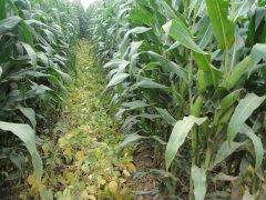 玉米秋收時節，黃曲霉毒素檢測不能少